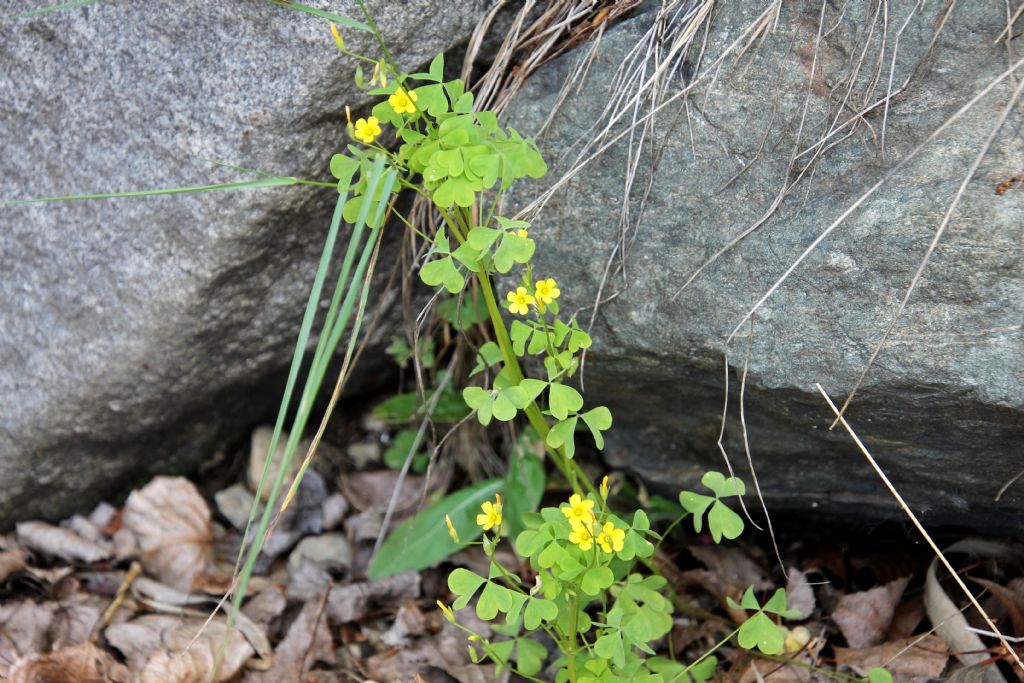 Oxalis stricta